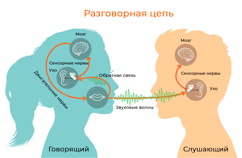 Структура мозга и заикание