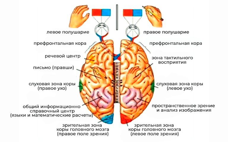 Латерализация мозга и заикание