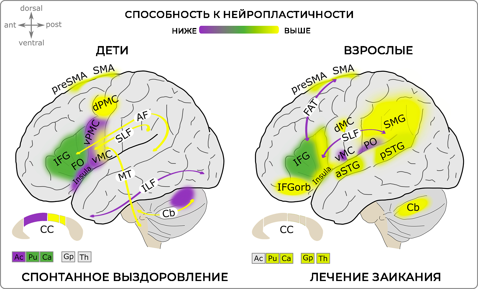 нейропластичность мозга при заикании